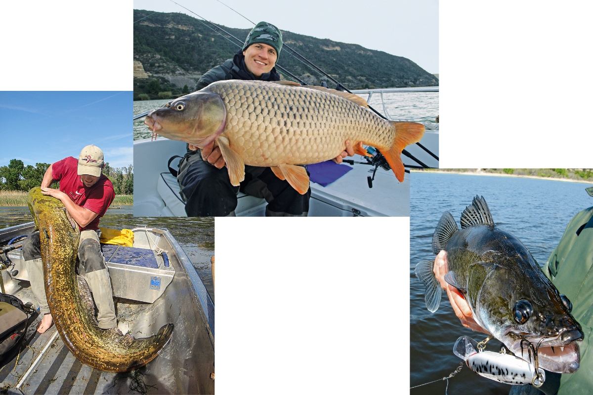 Wels, Karpfen und Zander aus dem Ebro