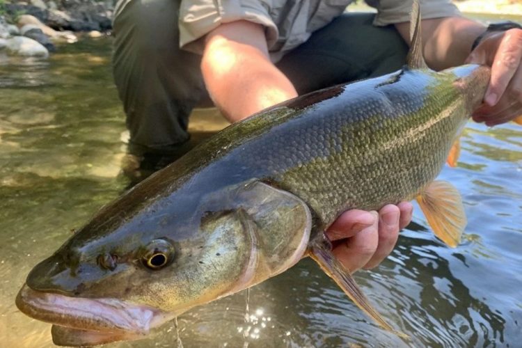 Pikeminnows sind eine invasive Art in den USA, die heimische Lachs- und Forellenbestände zerstört.