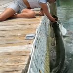 Ein Tarpon schießt aus dem Wasser, um einen Köderfisch zu schnappen.