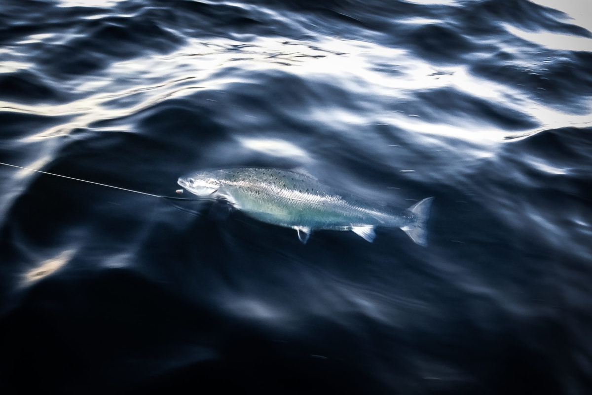 Wie wollen Angler zukünftig auf Lachs angeln, welche Regeln sind sinnvoll und welche nicht? Das möchte das Thünen-Institut herausfinden.