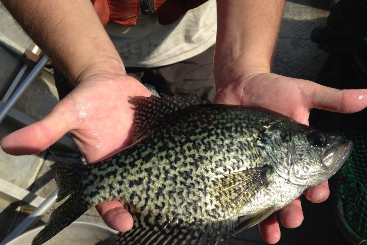 Crappies sind in den USA beliebte Zielfische für Angler.