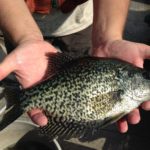 Crappies sind in den USA beliebte Zielfische für Angler.