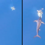 Aufnahmen aus 600 m Tiefe: Ein Schwertfisch rammt seine „Waffe“ in den Tintenfisch, den ein Angler als Köder nutzte.