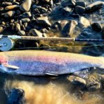 Kyriacos Panayiotou fing diese 105 cm lange Steelhead-Forelle beim Fliegenfischen mit der Zweihandrute.