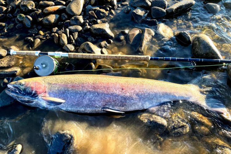 Kyriacos Panayiotou fing diese 105 cm lange Steelhead-Forelle beim Fliegenfischen mit der Zweihandrute.