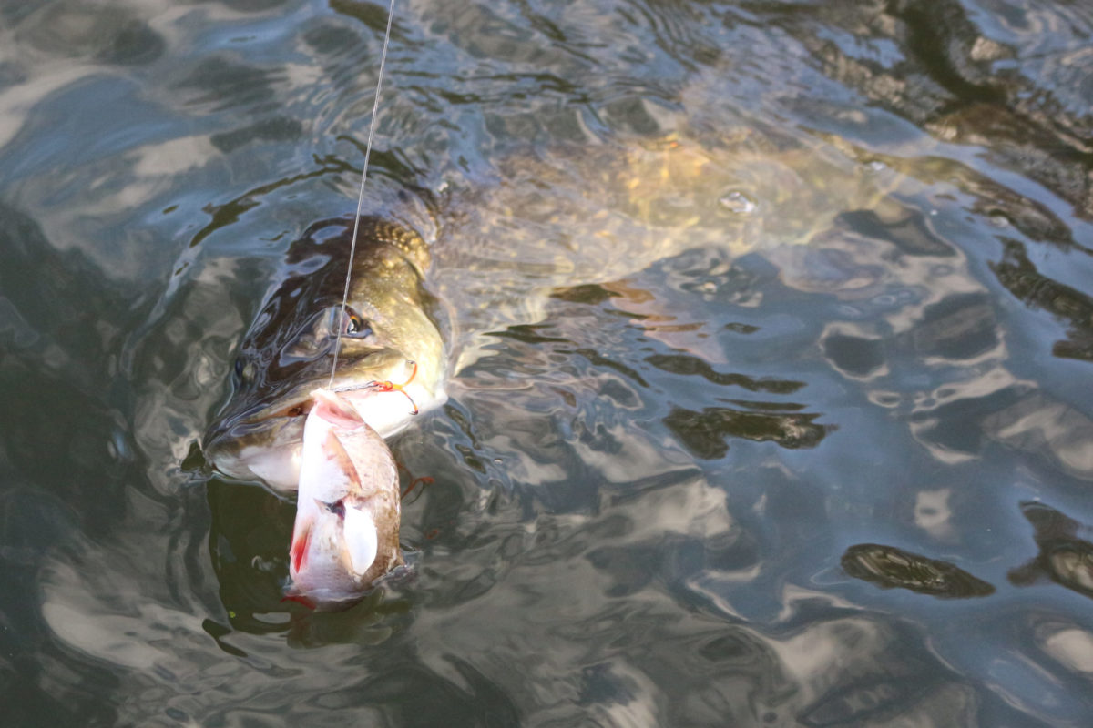 Meist kann man nicht mehr als einen Hecht auf den toten Köderfisch fangen, weil die Räuber ihn komplett zerfleischen.