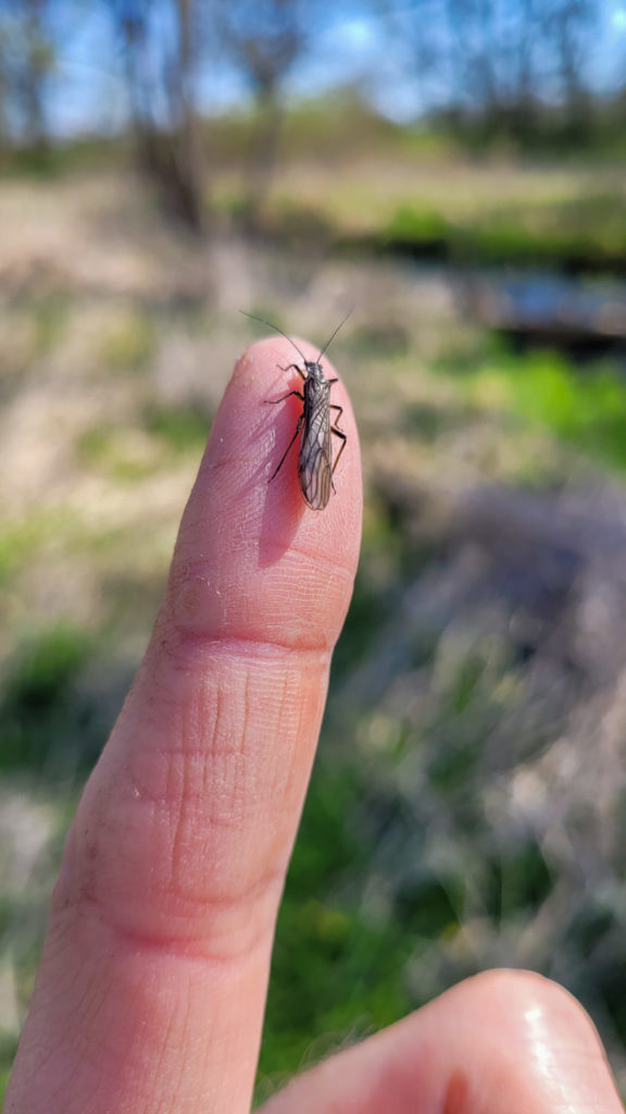 Adulte Steinfliege (Perla abdominalis) an der Stepenitz.