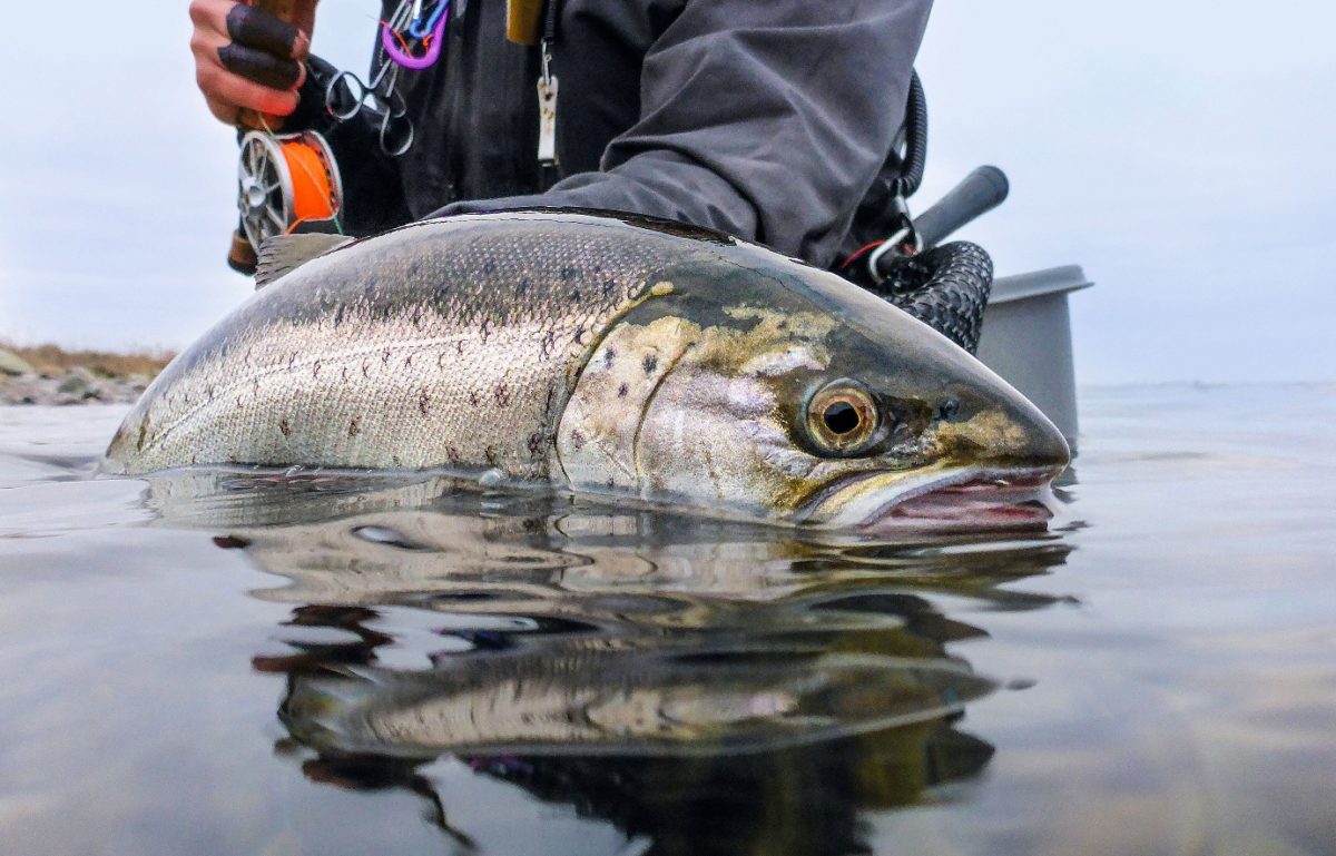Meerforellen kehren im Februar an die Küste zurück und lassen sich mit kleinen Ködern fangen.