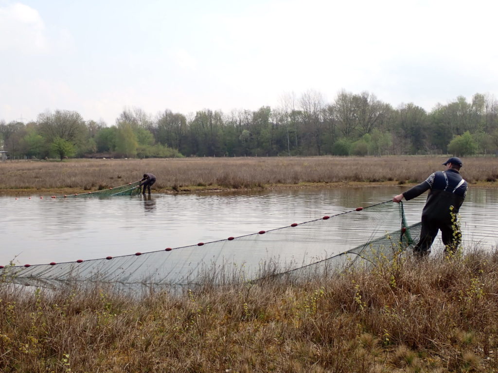 Fischbergung: Angler retten auf Wiese zurückgebliebene Fische mit einem Zugnetz.