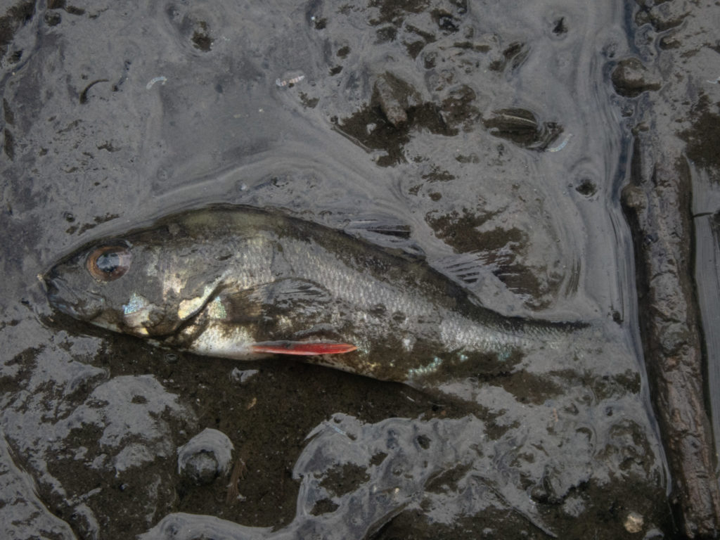 Barsch im Schlamm: Wenn das Hochwasser sich zurückzieht, schaffen einige Fische den Rückweg ins Ursprungsgewässer nicht mehr.
