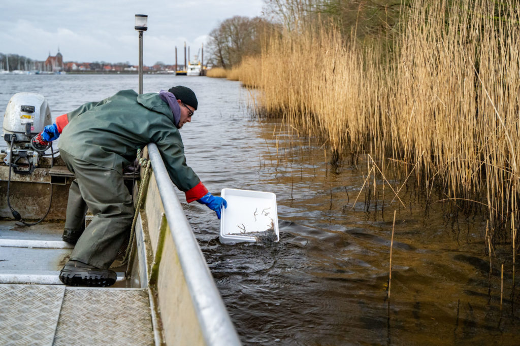 (2) Felix Kunde von der Kanalfischerei Rade beim Multitasking: Boot langsam entlang der Schilfkante steuern und gleichzeitig Stück für Stück die jungen Aale in die Schilfgürtel der Eiderseen (NOK-Bereich) entlassen.