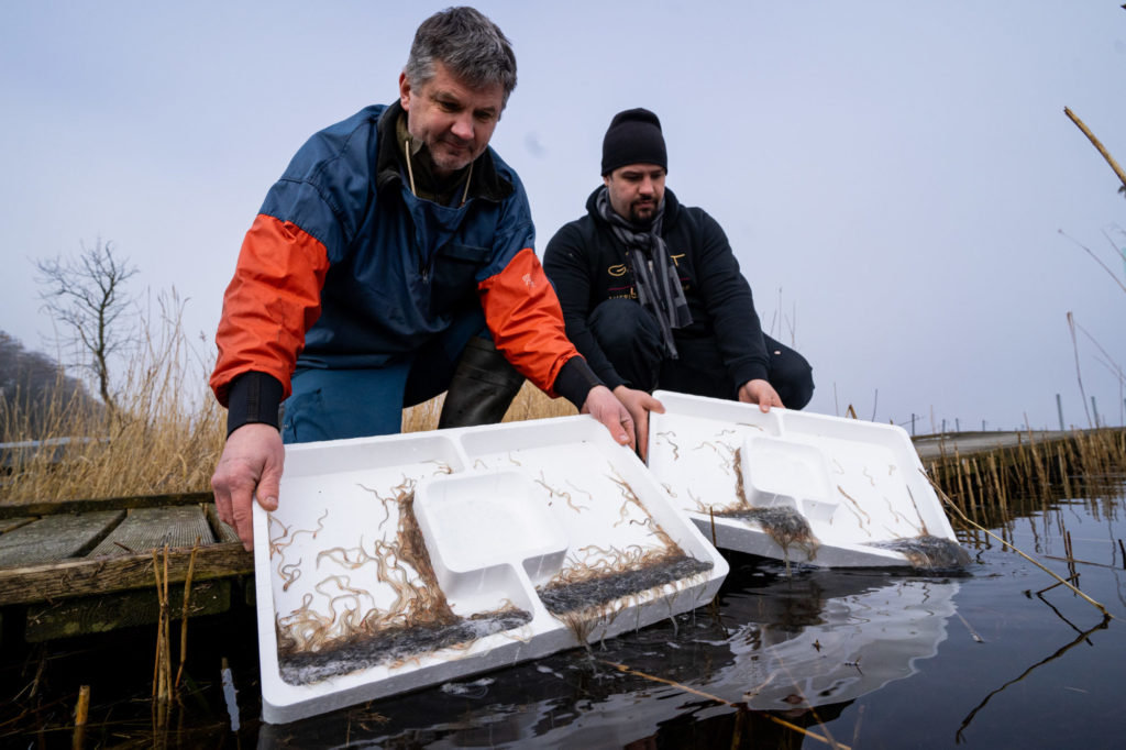 (4)LAV-Biologe Rüdiger Neukamm (l.) und Fischereiberater Marius Behrens beim Aussetzen der jungen Aale am Westensee.