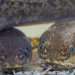 Ausgewachsen können die gefährdeten Raubfische bis zu 90cm lang werden.