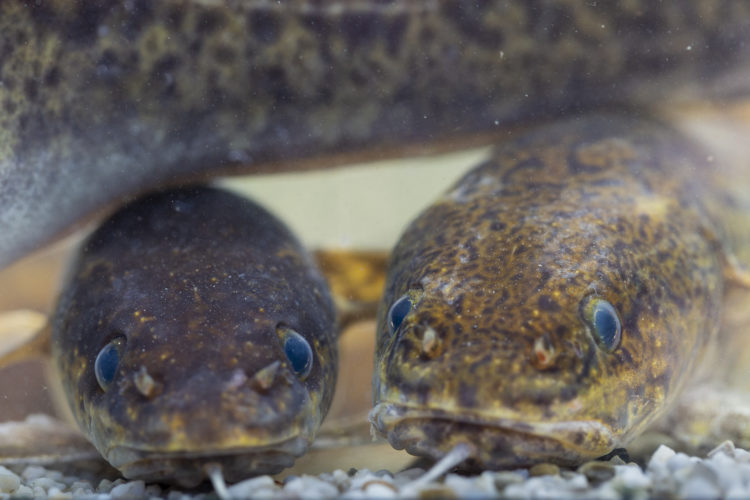 Ausgewachsen können die gefährdeten Raubfische bis zu 90cm lang werden.