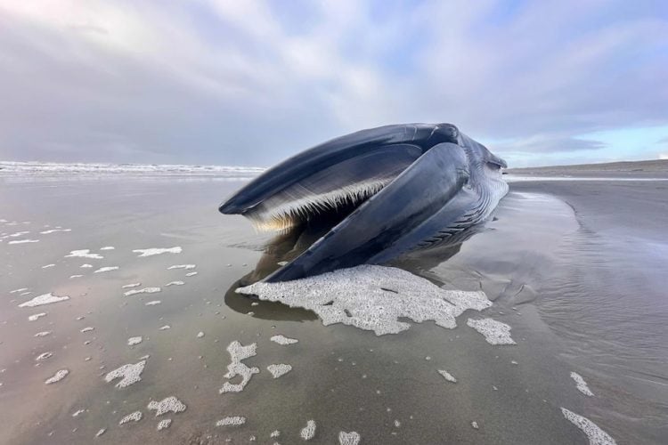 Der Finnwal, der vor Oregon gestrandet ist, war ca. 14 m lang und damit noch nicht ausgewachsen.