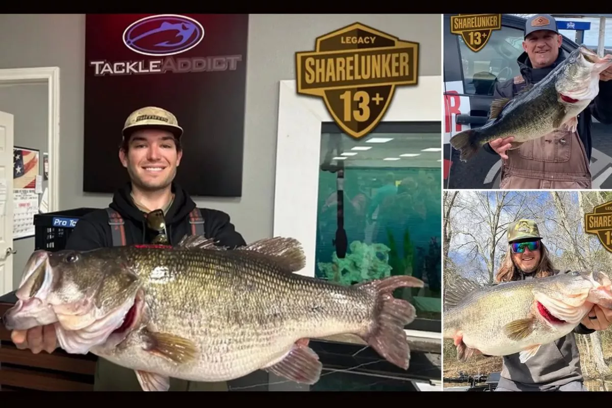 Gleich drei große „Lunker“ am selben Tag: Aaron Seuss (links), Alec Morrison (oben rechts) und Ben Milliken mit ihren über 13 Pfund schweren Forellenbarschen.