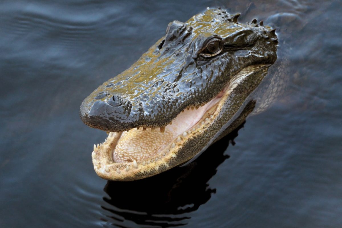 Alligatoren gehören zu den größten Raubtieren der Erde.