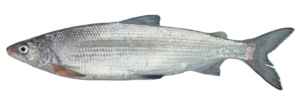 Coregonus supersum ist eine neue Fischart aus dem Zugersee.