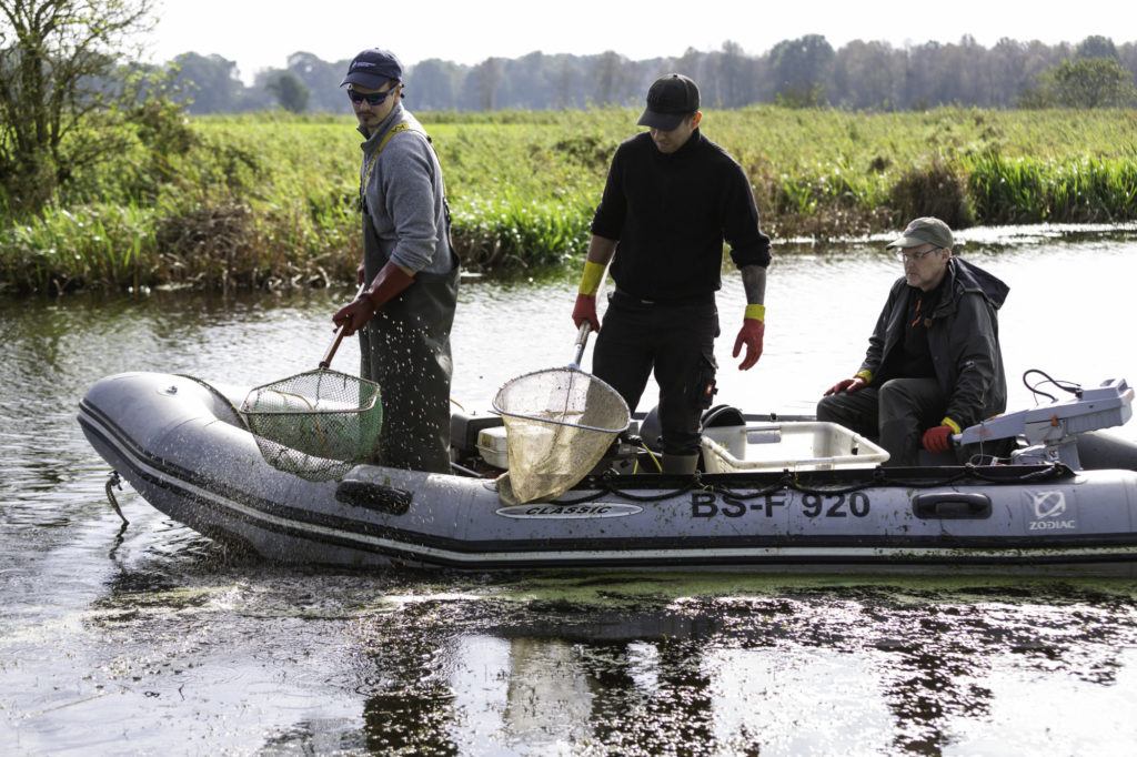 Das AVN-Team ermittelt das Ausmaß des Fischsterbens mittels Elektro-Fischerei.