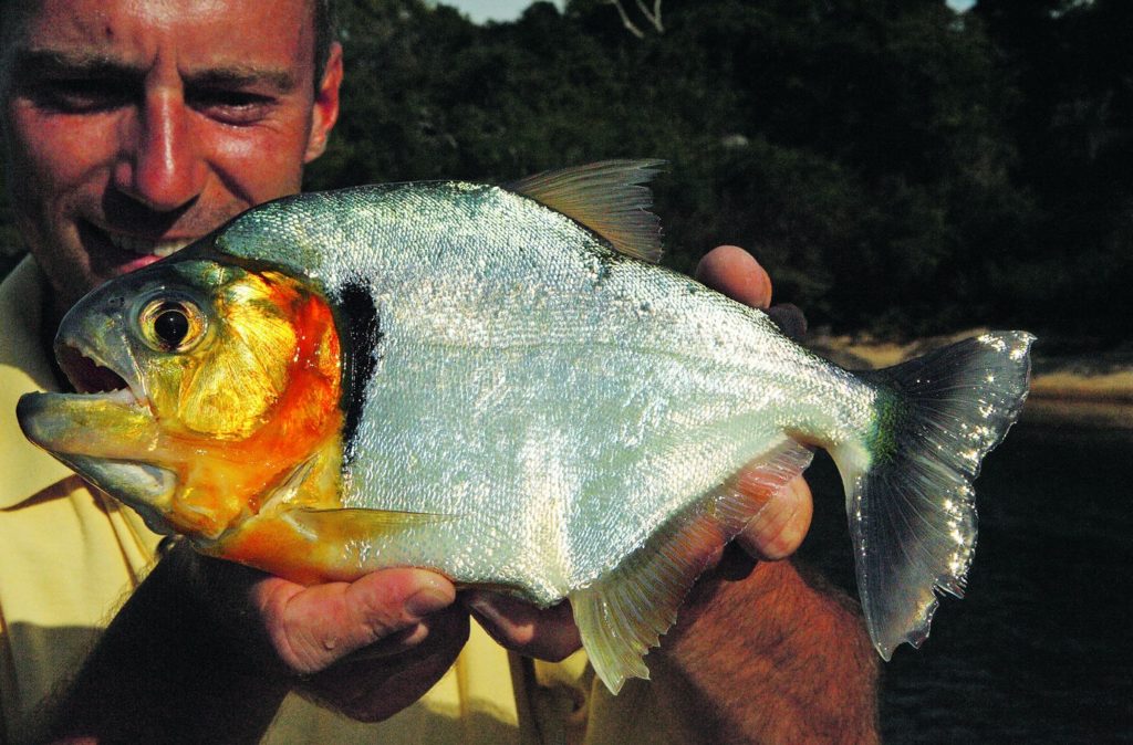 Der Grüne Tiger-Piranha steht auf der Roten Liste der bedrohten Arten.