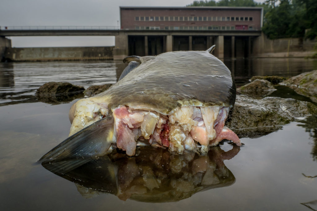 Frischtoter Brassen (Abramis brama), dessen Kopf durch die Turbine einer Wasserkraftanlage in der Weser (Landesbergen) glatt abgetrennt wurde.