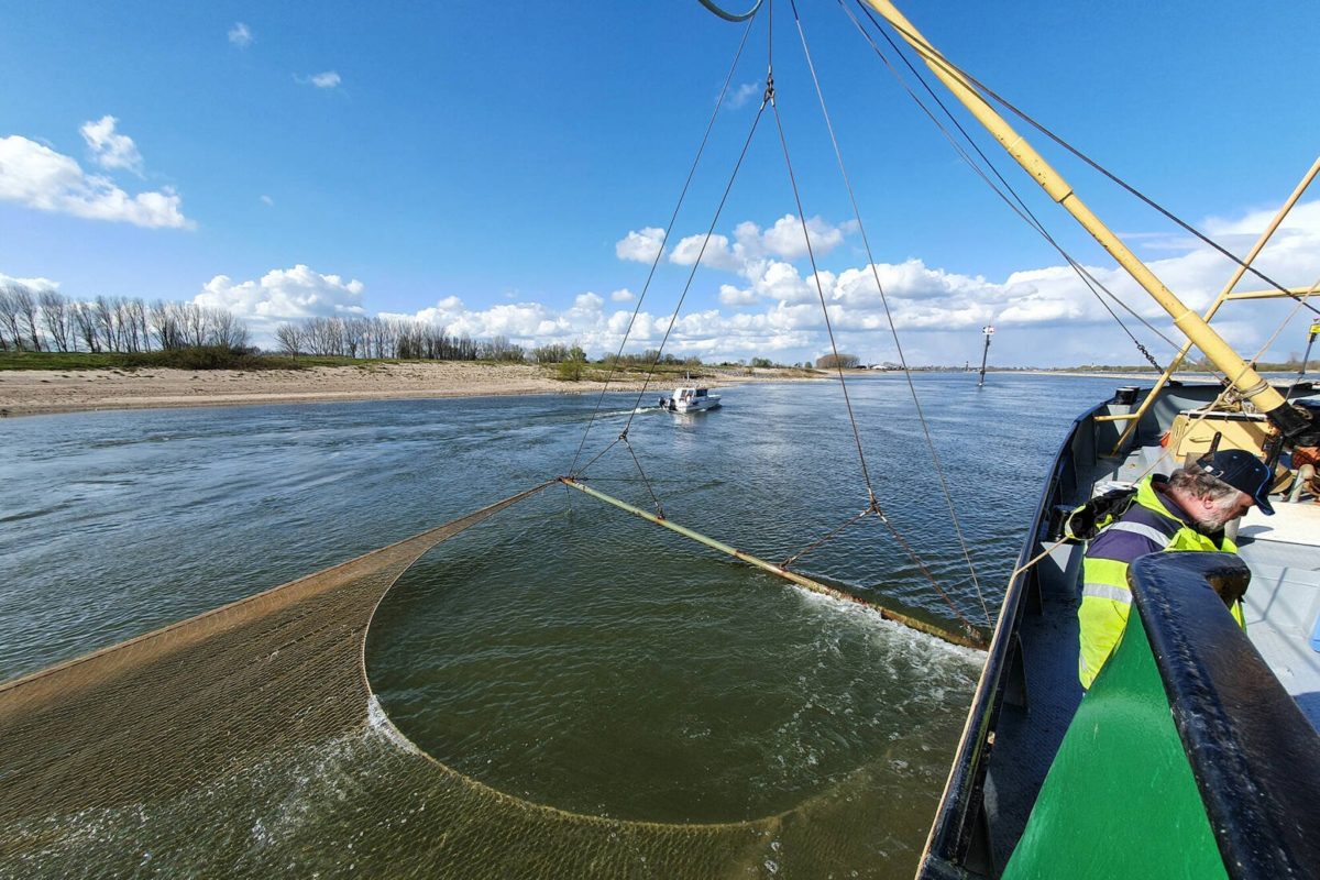 Bei der Bestandsaufnahme in der Waal fanden die Angler einige unerwartete Fische.