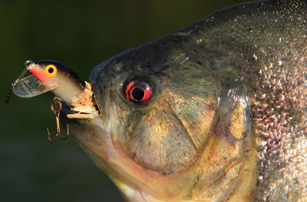 Wo diese Fische vorkommen, sollte man sich auf Köderschwund einstellen.