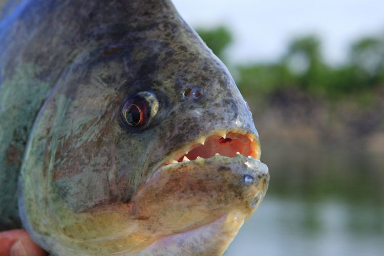 Piranhas sind für ihre scharfen Zähne berüchtigt. Aber ist an dem Mythos vom „Menschenfresser“ wirklich etwas dran?