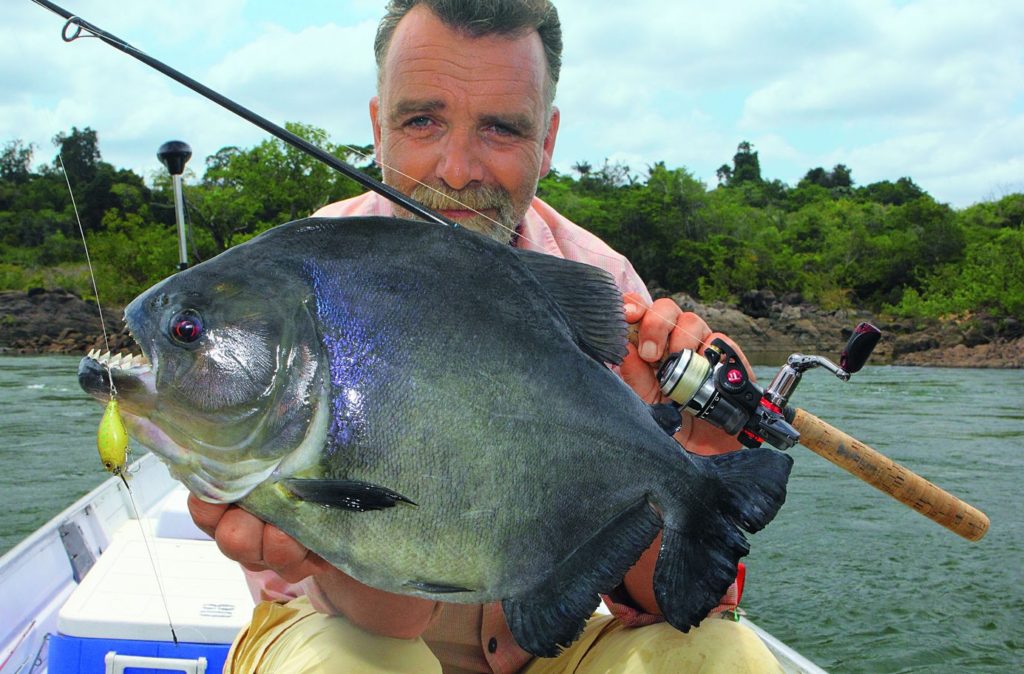 Der Schwarze Piranha ist eine der größten Arten. Er wird bis zu 45 cm lang.