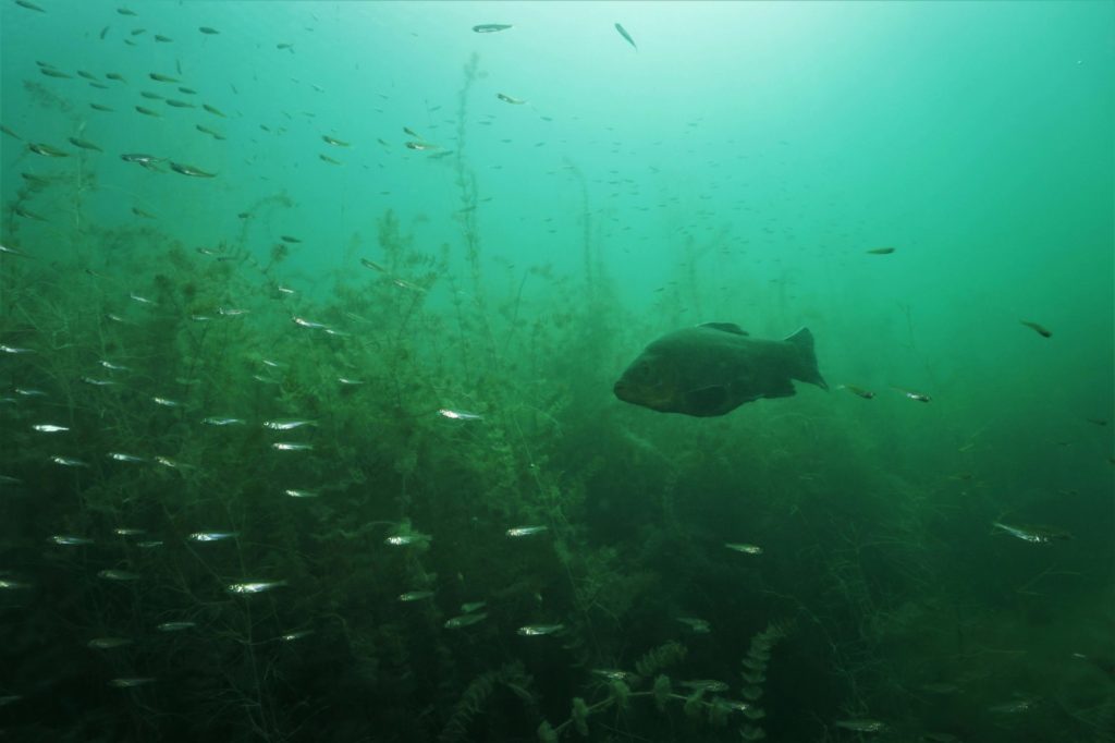Schleie unter Wasser inmitten eines Schwarms kleiner Rotaugen
