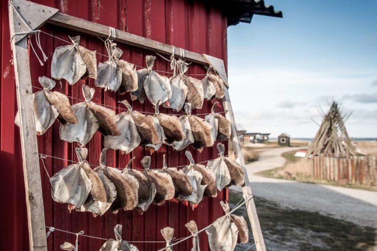 Getrocknete Klieschen sind ein traditionelles Lebensmitttel an der dänischen Küste.