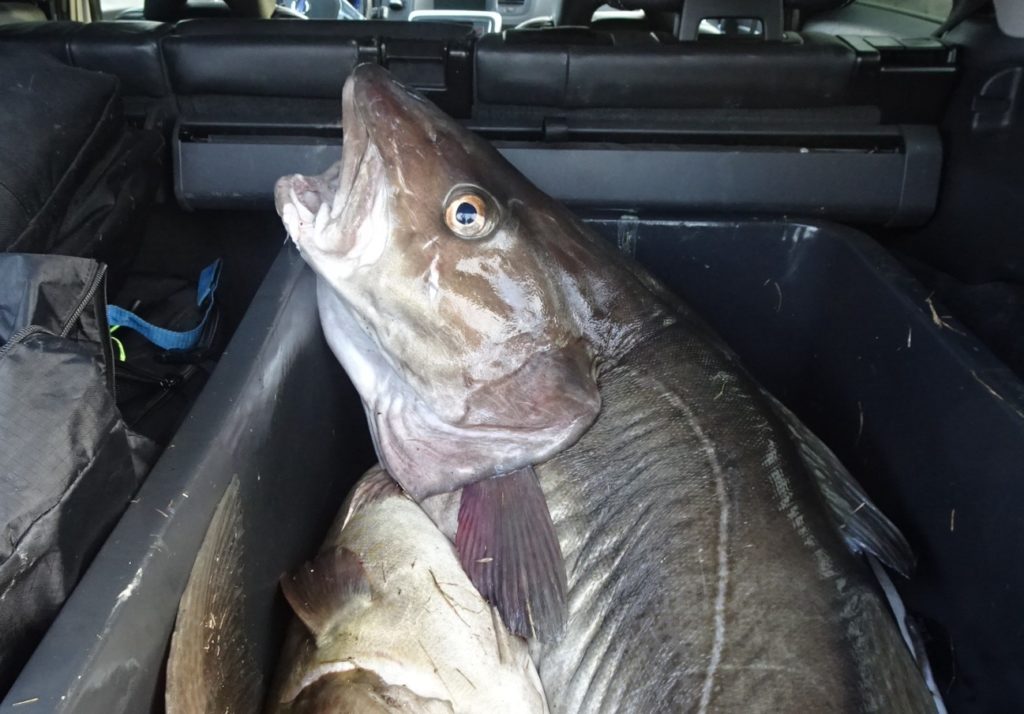 Der Fisch wog stolze 32 Kilo – und ergab jede Menge Filet.