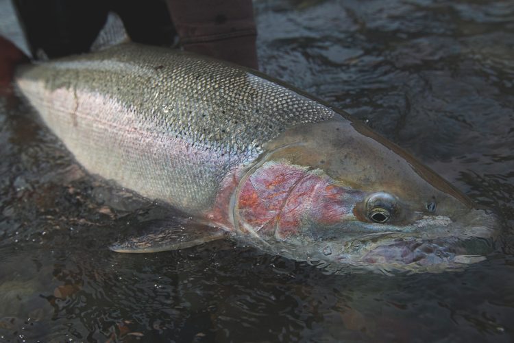 Solche wunderschön gefärbten Fische wie diese Steelhead-Forelle setzt man gerne zurück.