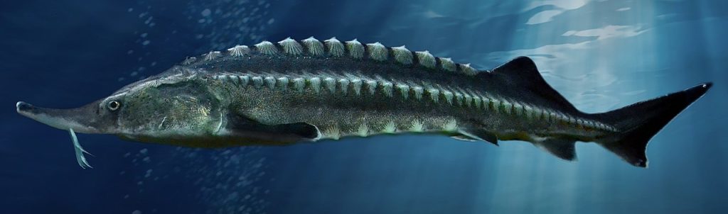 Steckbrief Stör: Ein Portrait des urzeitlichen Knochenfischs - BLINKER