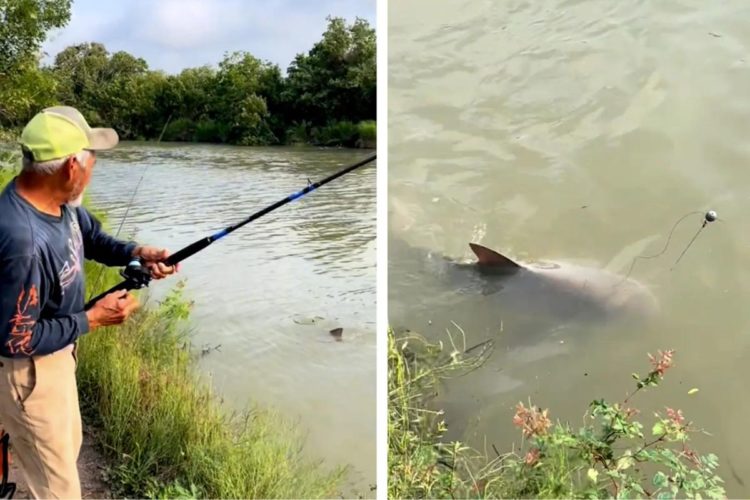 Angler fängt Bullenhai