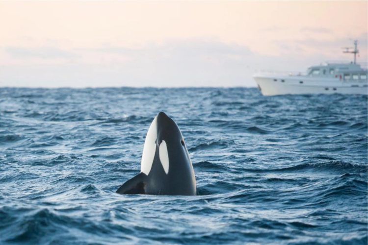 Orca, Killerwal im Meer vor einem Boot