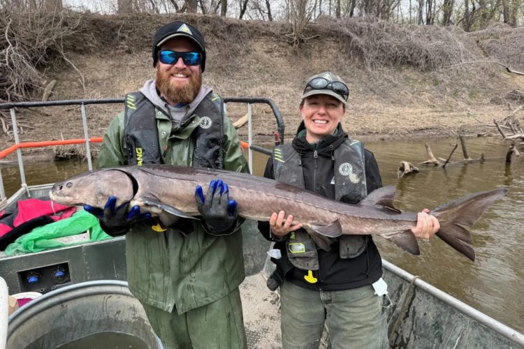 Zwei Beamte des Missouri Department of Conservation präsentieren den wanderlustigen Stör, der über 900 Kilometer zu seinem Laichfluss schwamm.