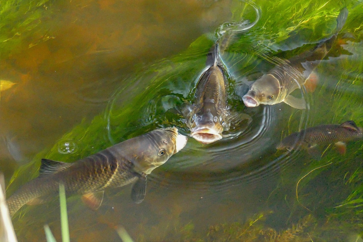 Döbel fressen Schwimmbrot