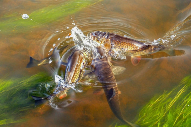 Döbel attackieren eine Brotflocke an der Wasserkugelmontage