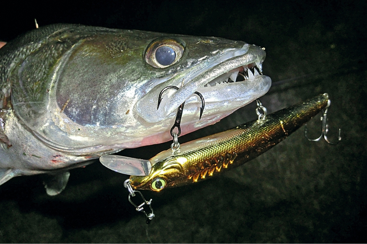 Zander auf Wobbler beim Angeln im August gefangen 