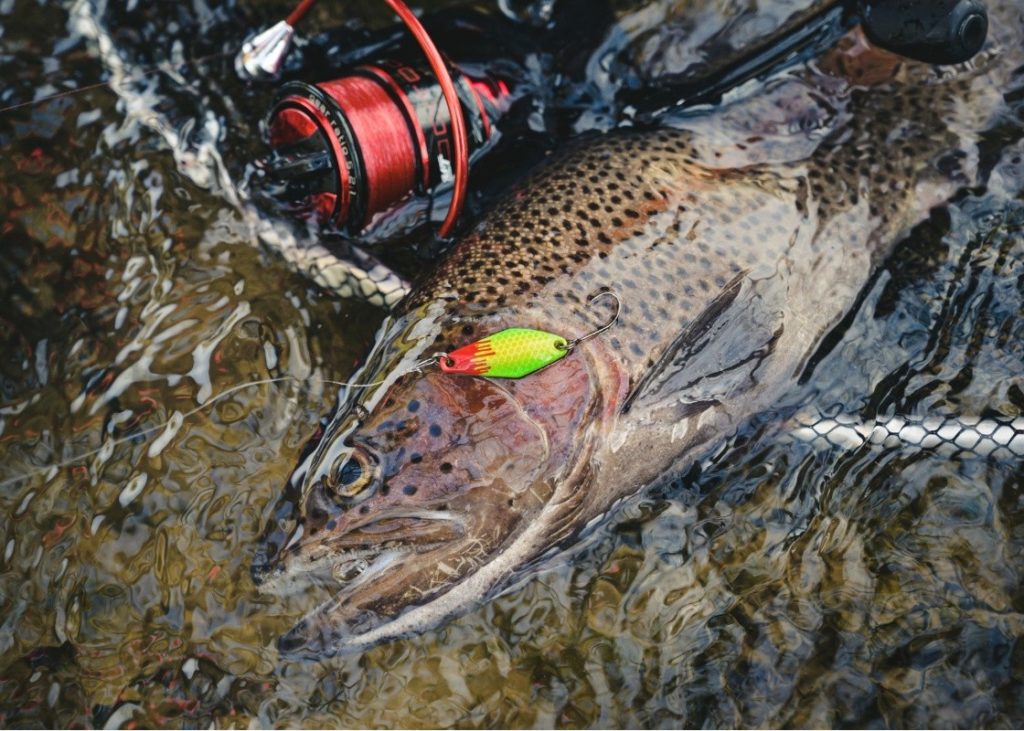 Welche Fische Bei en Beim Angeln Im September BLINKER welche-fische-bei-en-beim-angeln-im-september-blinker