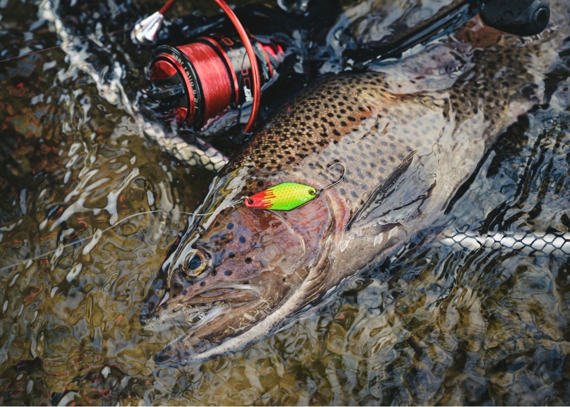 Forelle mit Spoon im Bach gefangen
