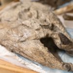 Ur-Lachs, Stachelzahnlachs,