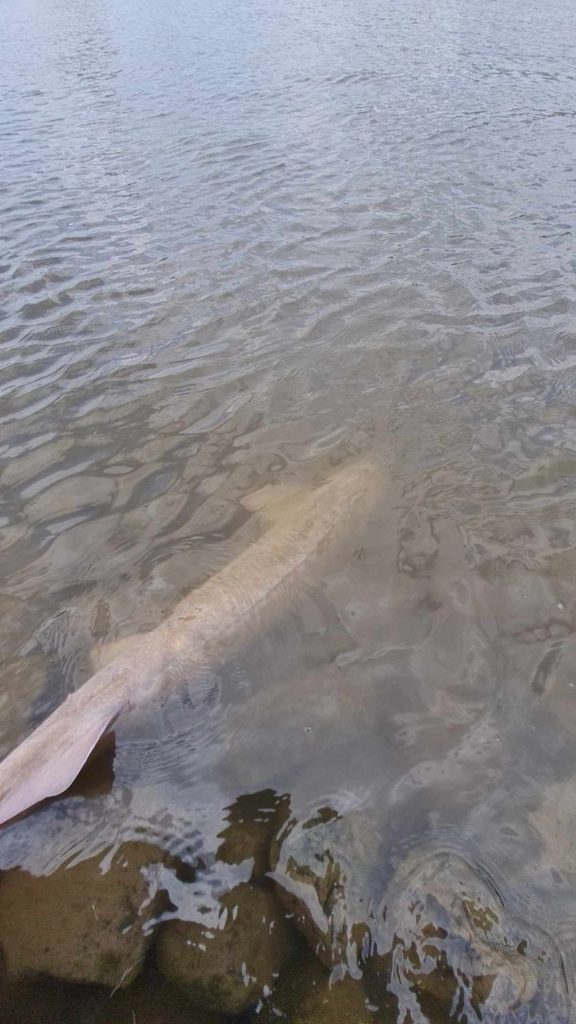 165cm Stör in der Elbe