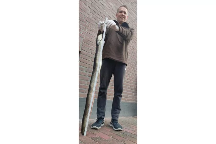 Wiegen und messen eines kapitalen Aals / Aal