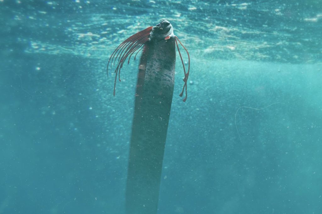 wie-nicht-von-dieser-welt-der-mysteri-se-riemenfisch-blinker