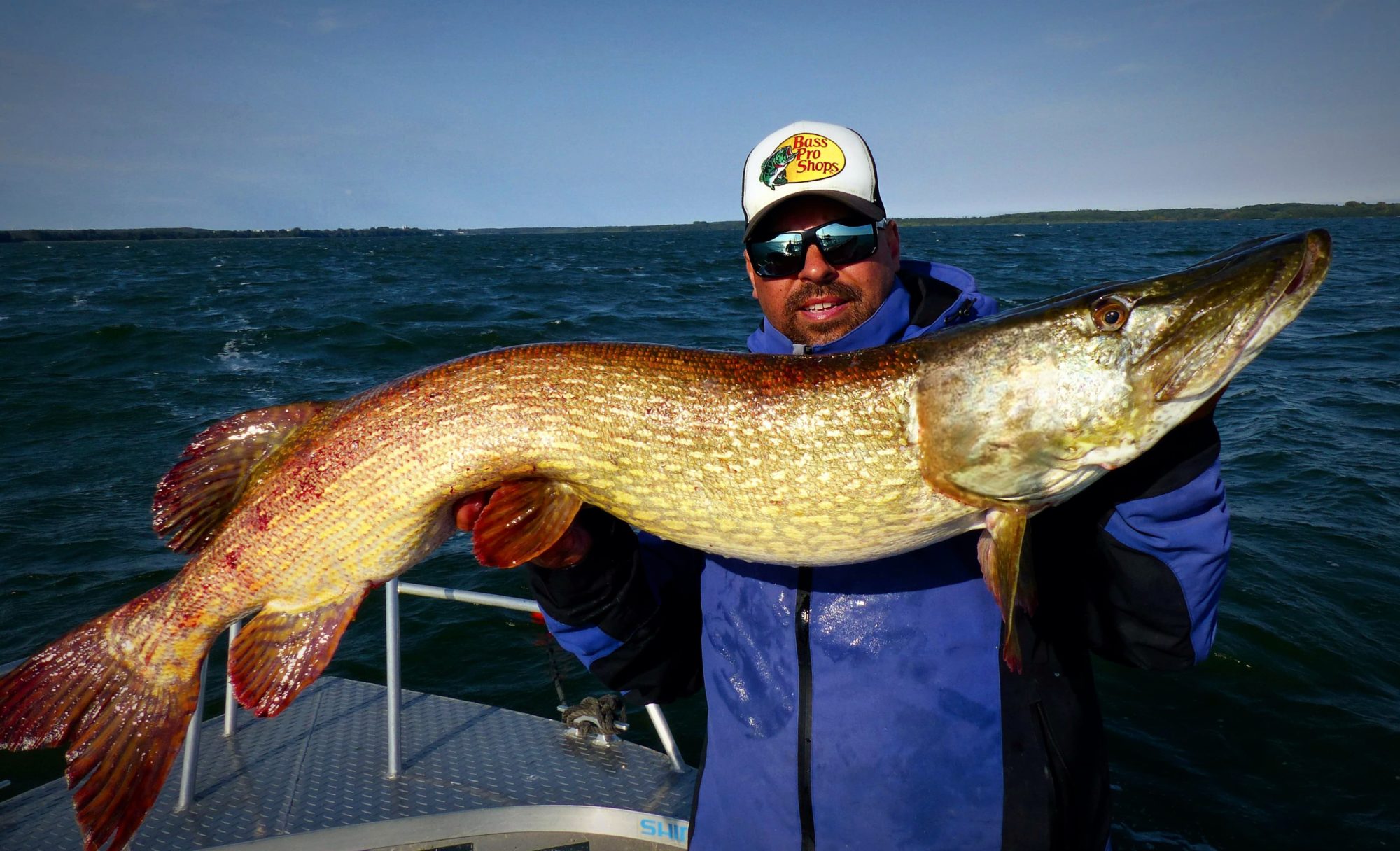 Hecht von 133 cm Länge aus dem Schweriner See. - BLINKER