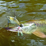 Hecht mit Crankbait