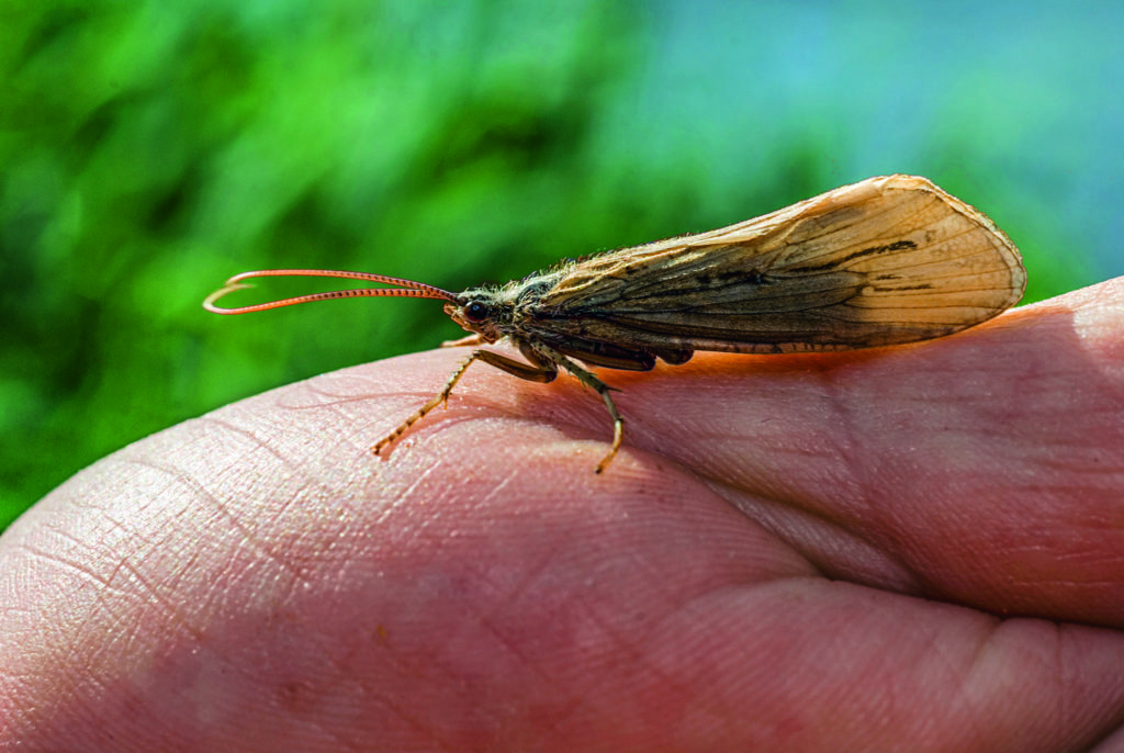 Köcherfliege