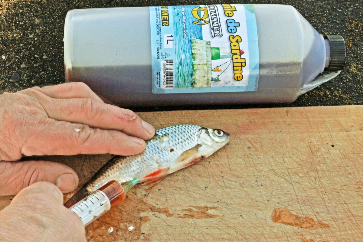 Köderfisch wird mit Sardinenöl injiziert